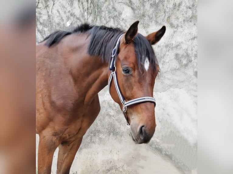 Zangersheide Caballo castrado 4 años 166 cm Castaño in Bomlitz