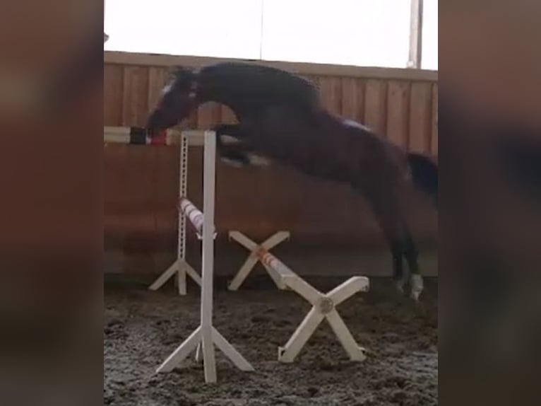 Zangersheide Caballo castrado 4 años 166 cm Castaño in Bomlitz