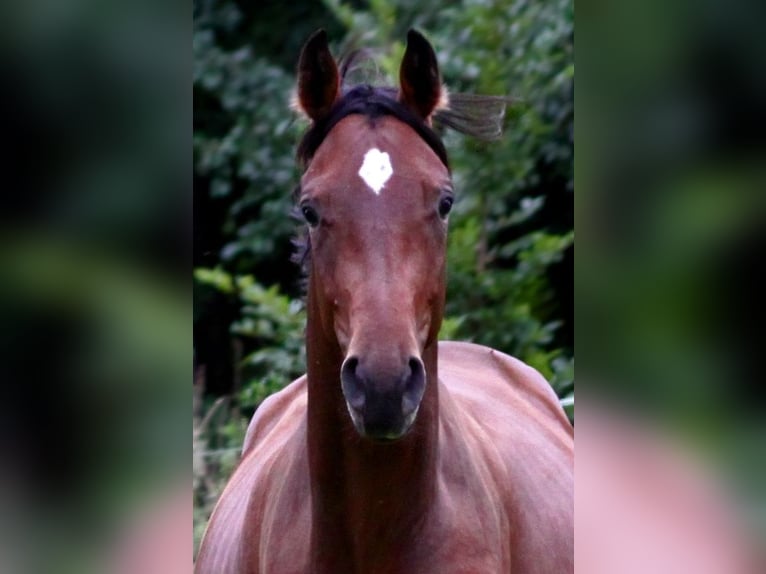 Zangersheide Caballo castrado 4 años 166 cm Castaño in Bomlitz