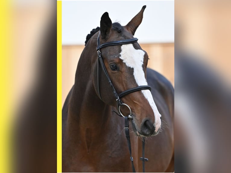 Zangersheide Caballo castrado 4 años 166 cm Castaño in GROTE-BROGEL