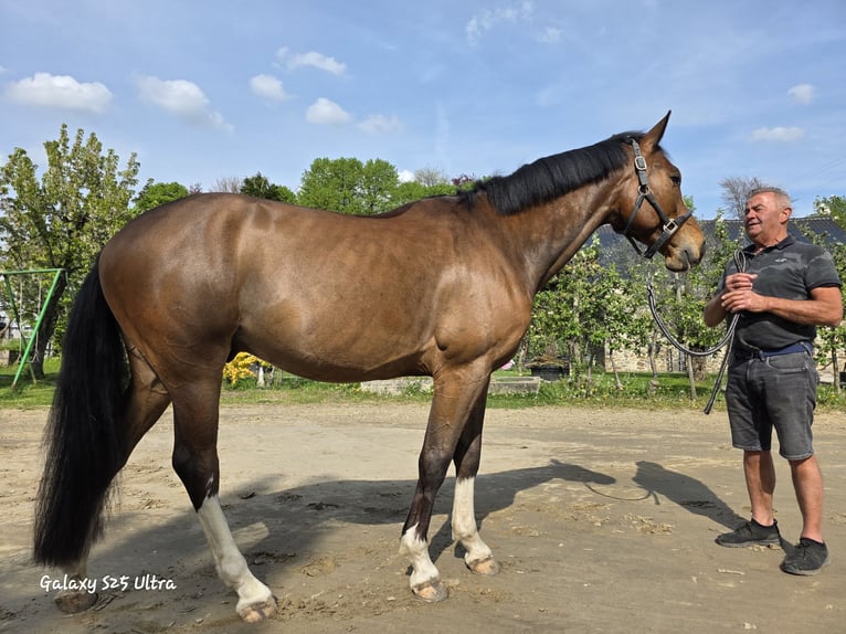 Zangersheide Caballo castrado 4 años 166 cm Castaño in GROTE-BROGEL