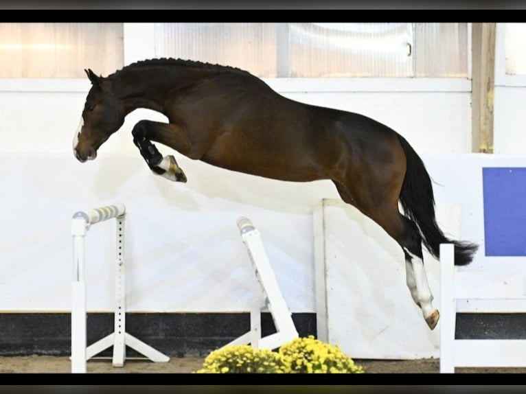 Zangersheide Caballo castrado 4 años 166 cm Castaño in GROTE-BROGEL