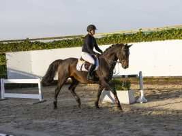 Zangersheide Caballo castrado 4 años 166 cm Castaño in Waddinxveen