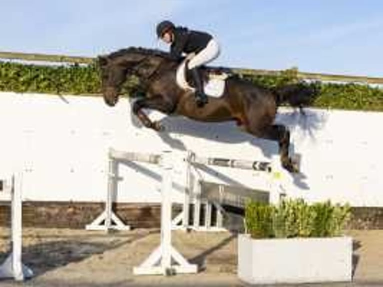 Zangersheide Caballo castrado 4 años 166 cm Castaño in Waddinxveen