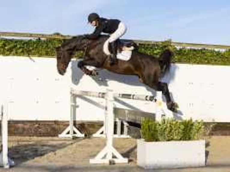 Zangersheide Caballo castrado 4 años 166 cm Castaño in Waddinxveen