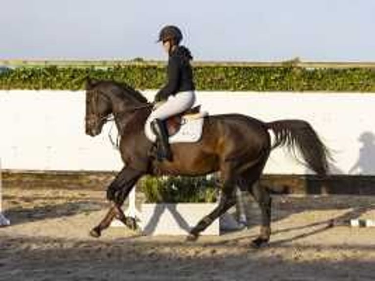 Zangersheide Caballo castrado 4 años 166 cm Castaño in Waddinxveen