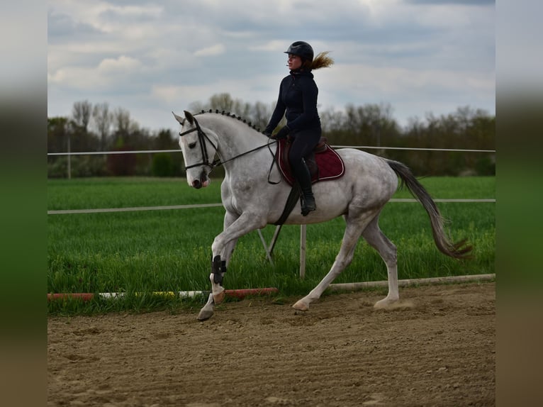 Zangersheide Caballo castrado 4 años 166 cm Tordo in Békésszentandrás