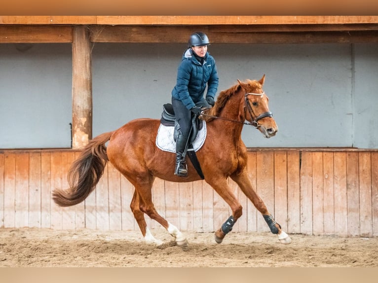 Zangersheide Caballo castrado 4 años 167 cm Alazán in Ko&#x142;obrzeg