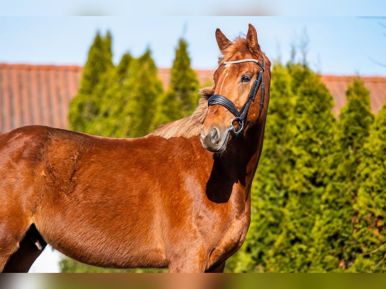 Zangersheide Caballo castrado 4 años 167 cm Alazán in Ko&#x142;obrzeg