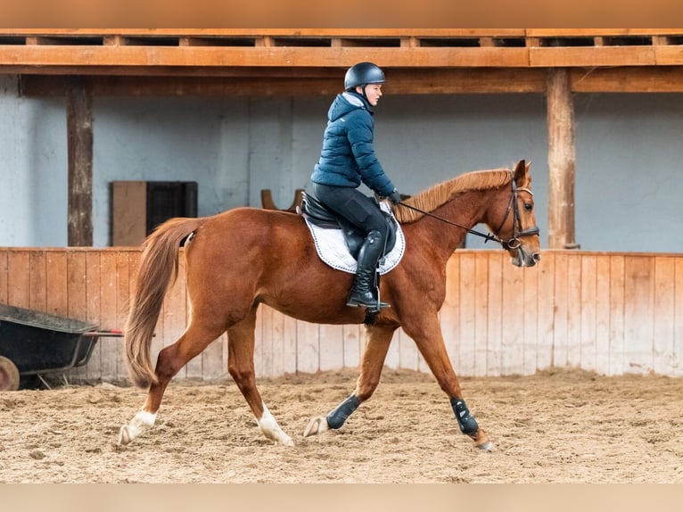 Zangersheide Caballo castrado 4 años 167 cm Alazán in Ko&#x142;obrzeg