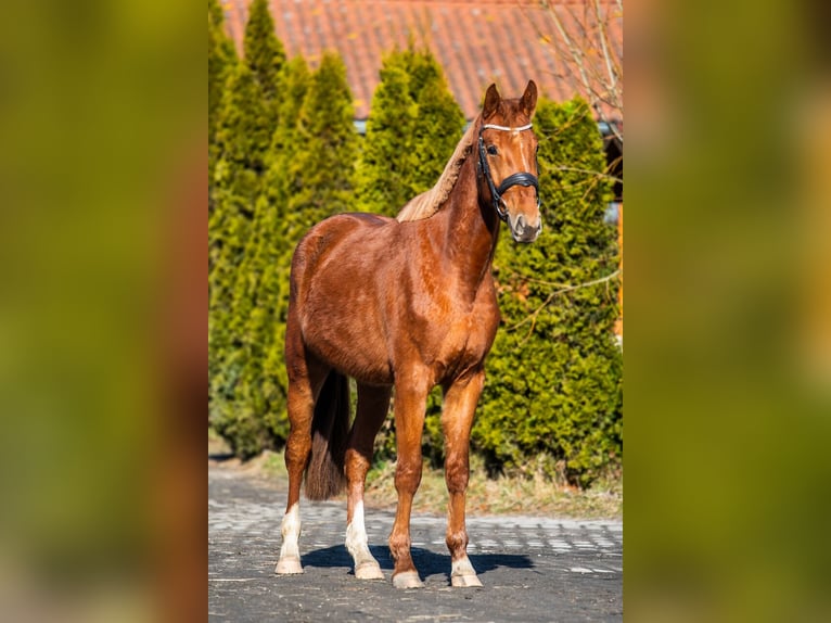 Zangersheide Caballo castrado 4 años 167 cm Alazán in Ko&#x142;obrzeg