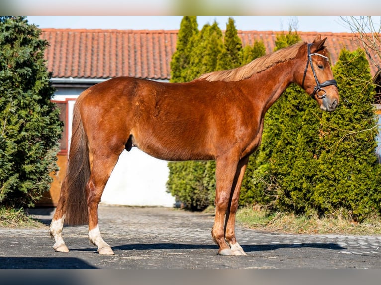 Zangersheide Caballo castrado 4 años 167 cm Alazán in Ko&#x142;obrzeg