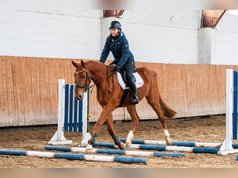 Zangersheide Caballo castrado 4 años 167 cm Alazán in Ko&#x142;obrzeg