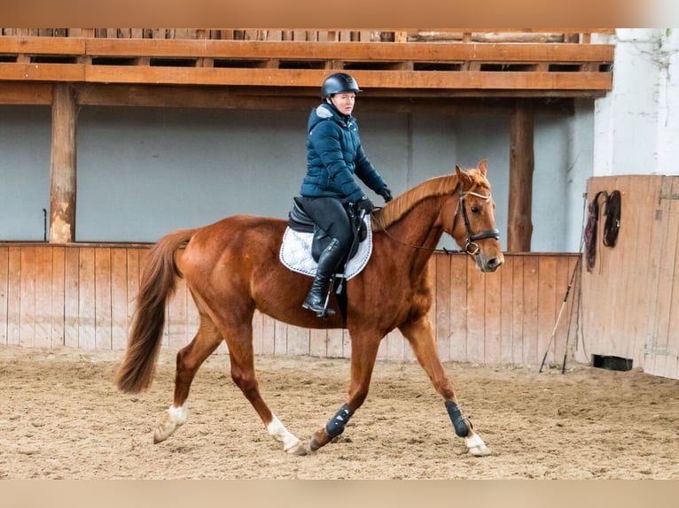 Zangersheide Caballo castrado 4 años 167 cm Alazán in Ko&#x142;obrzeg