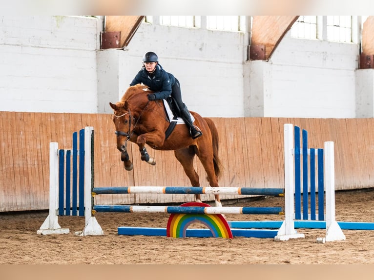 Zangersheide Caballo castrado 4 años 167 cm Alazán in Ko&#x142;obrzeg