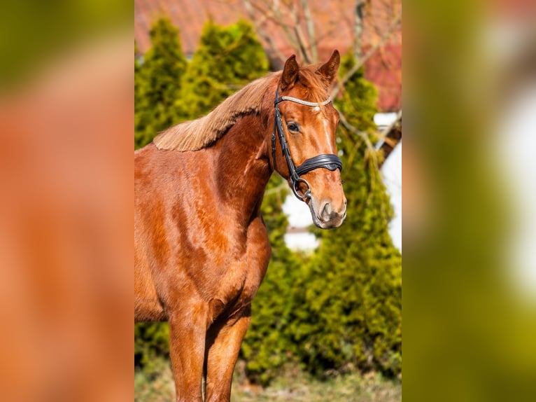 Zangersheide Caballo castrado 4 años 167 cm Alazán in Ko&#x142;obrzeg