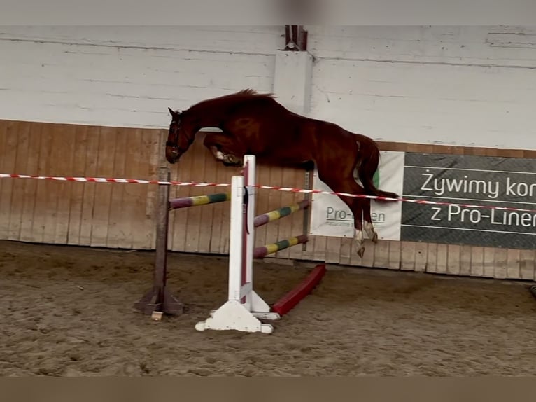 Zangersheide Caballo castrado 4 años 167 cm Alazán in Ko&#x142;obrzeg