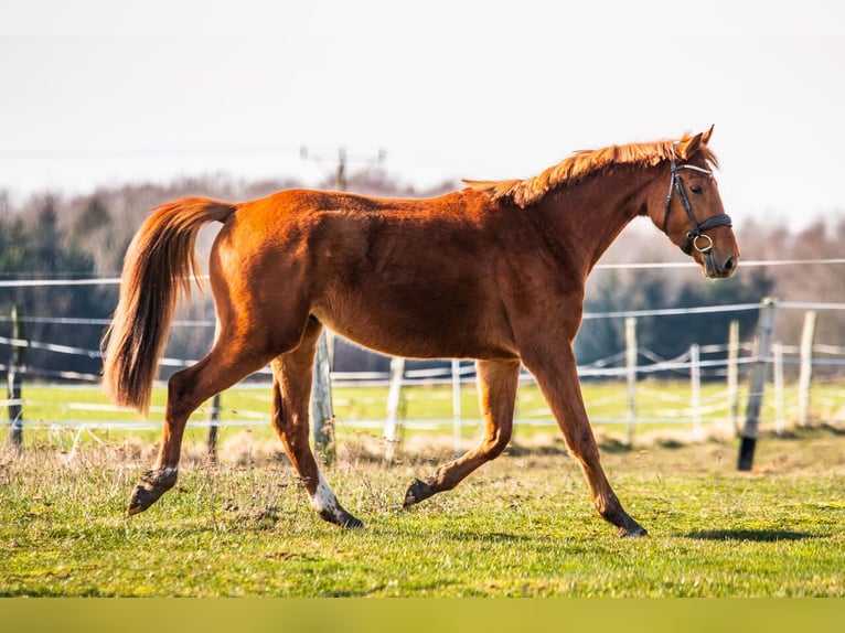 Zangersheide Caballo castrado 4 años 167 cm Alazán in Ko&#x142;obrzeg