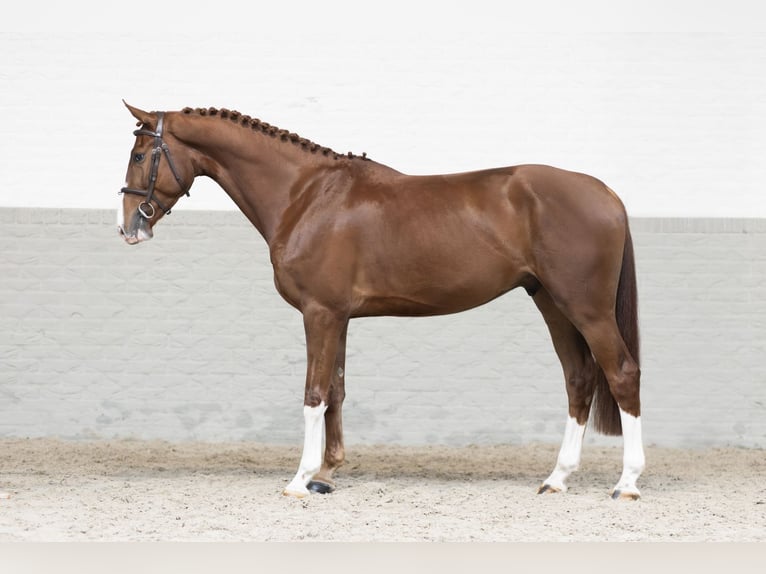 Zangersheide Caballo castrado 4 años 167 cm Alazán in Heerde