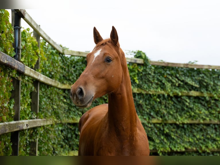 Zangersheide Caballo castrado 4 años 167 cm Alazán in Waddinxveen Zangersheide Caballo castrado 4 años 167 cm Alazán in Waddinxveen