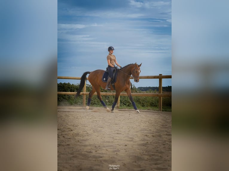 Zangersheide Caballo castrado 4 años 167 cm Castaño in Namur