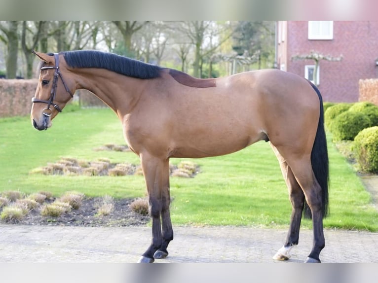 Zangersheide Caballo castrado 4 años 167 cm Castaño in Insel Poel