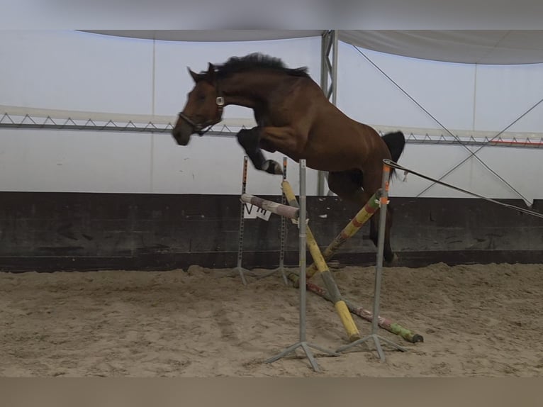 Zangersheide Caballo castrado 4 años 167 cm Castaño rojizo in Kaleń-Towarzystwo