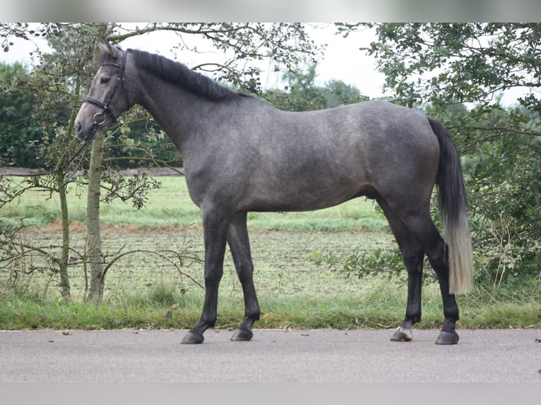 Zangersheide Caballo castrado 4 años 167 cm Tordo in Großenwiehe