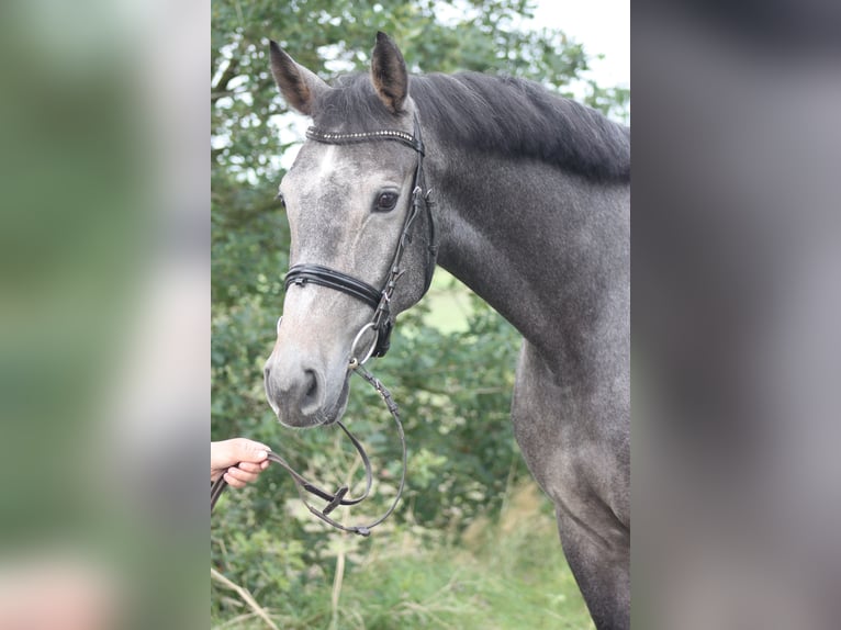 Zangersheide Caballo castrado 4 años 167 cm Tordo in Großenwiehe