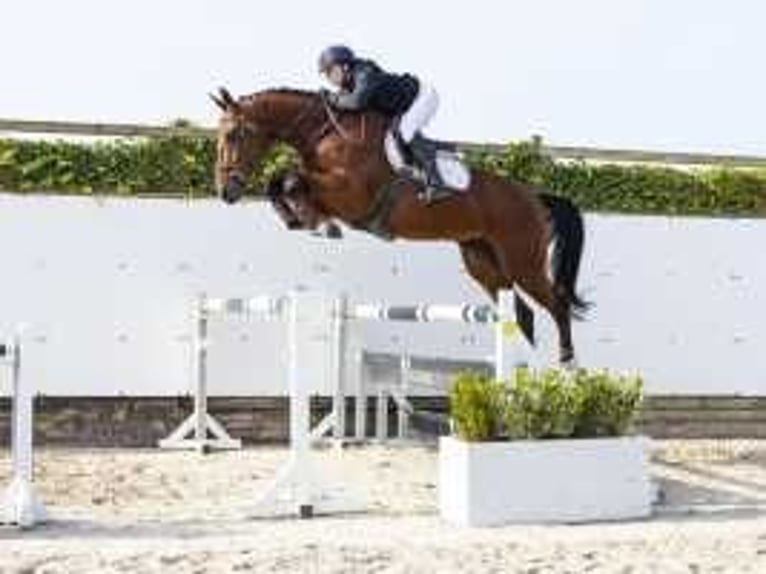 Zangersheide Caballo castrado 4 años 168 cm Castaño in Waddinxveen