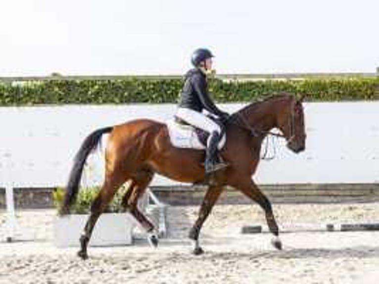 Zangersheide Caballo castrado 4 años 168 cm Castaño in Waddinxveen