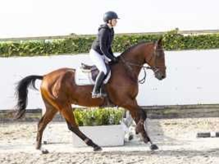 Zangersheide Caballo castrado 4 años 168 cm Castaño in Waddinxveen