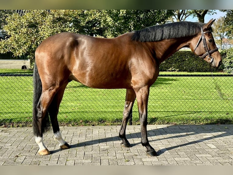 Zangersheide Caballo castrado 4 años 168 cm Castaño oscuro in Bladel