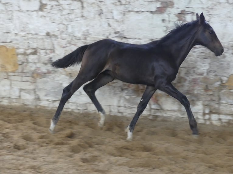 Zangersheide Caballo castrado 4 años 168 cm Castaño oscuro in Mücheln (Geiseltal)