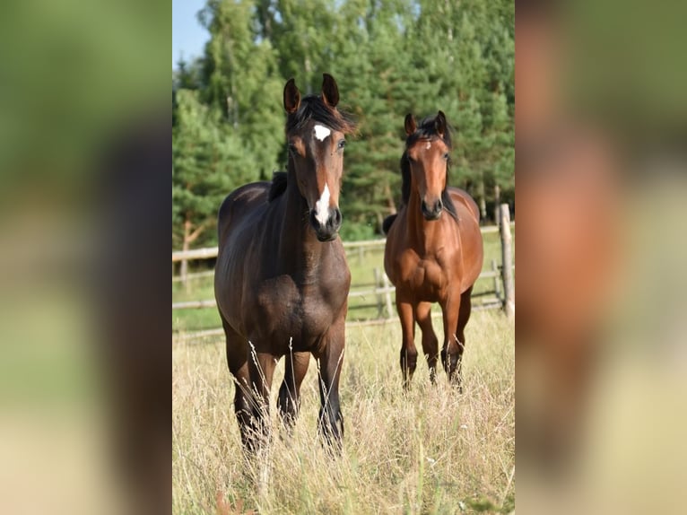 Zangersheide Caballo castrado 4 años 168 cm Castaño oscuro in Piła
