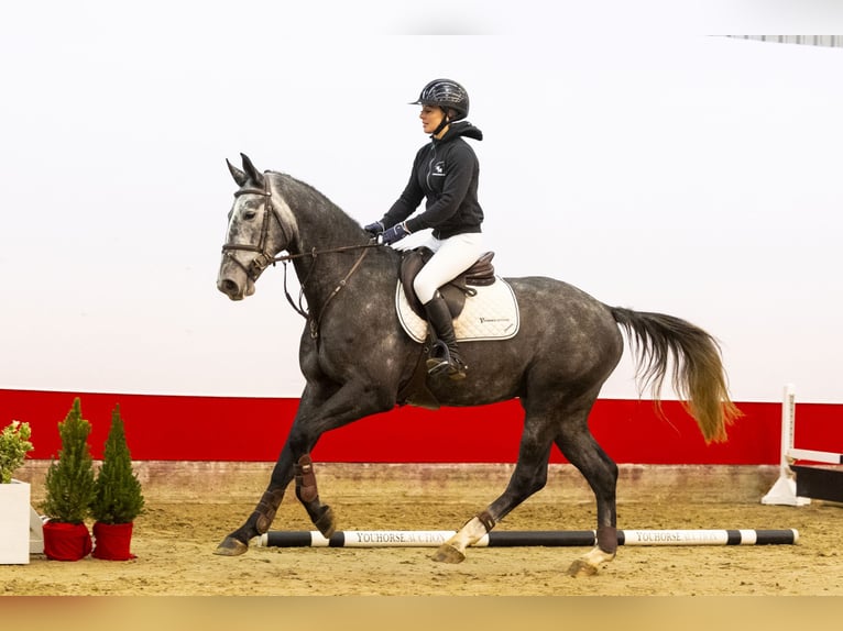 Zangersheide Caballo castrado 4 años 168 cm Grullo in Waddinxveen