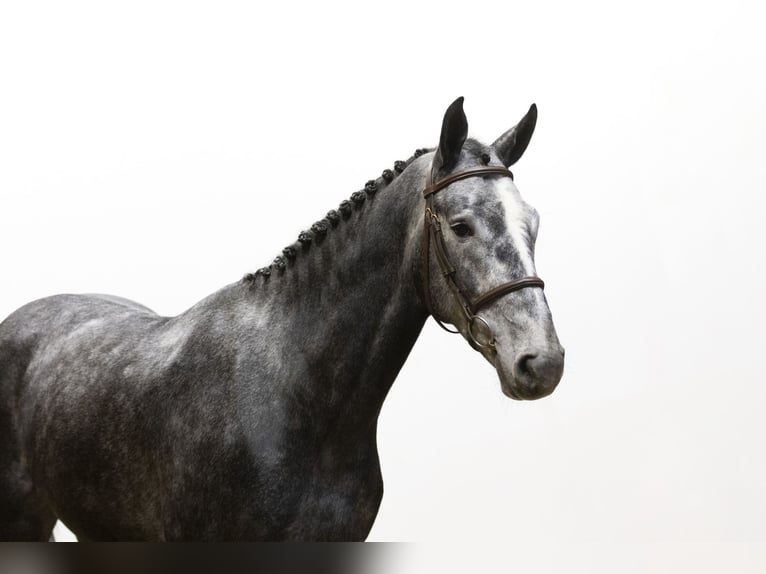 Zangersheide Caballo castrado 4 años 168 cm Grullo in Waddinxveen