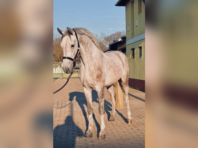 Zangersheide Caballo castrado 4 años 168 cm Tordo in Murska Soboda