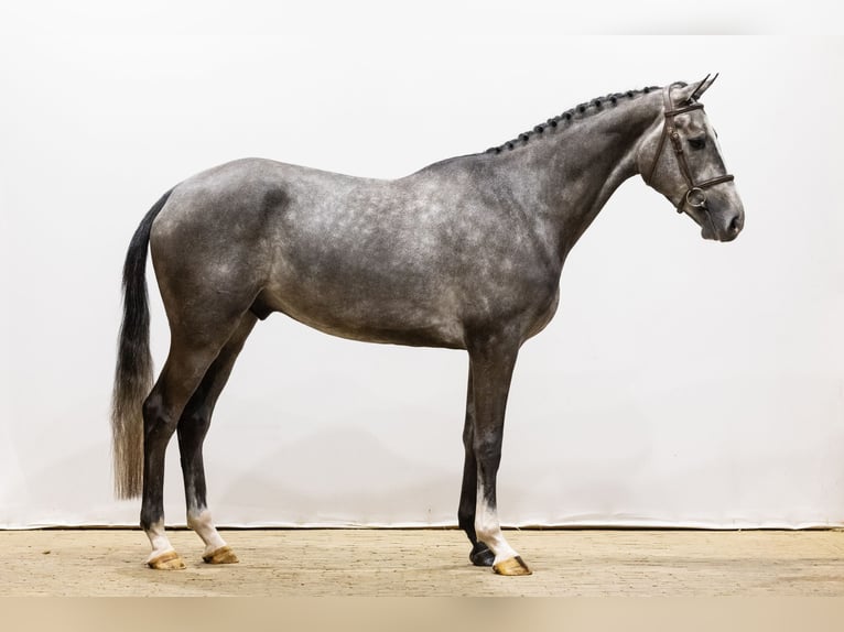 Zangersheide Caballo castrado 4 años 168 cm Tordo in Waddinxveen