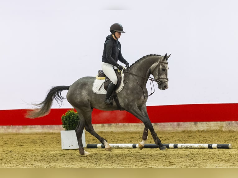 Zangersheide Caballo castrado 4 años 168 cm Tordo in Waddinxveen