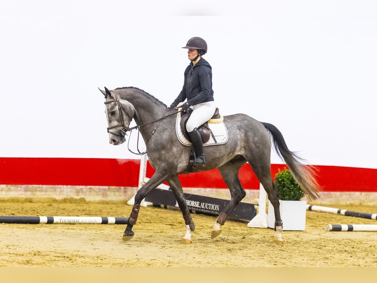 Zangersheide Caballo castrado 4 años 168 cm Tordo in Waddinxveen