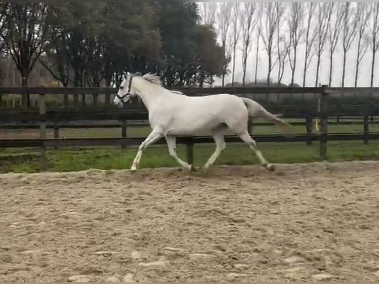 Zangersheide Caballo castrado 4 años 168 cm Tordo rodado in Aalter