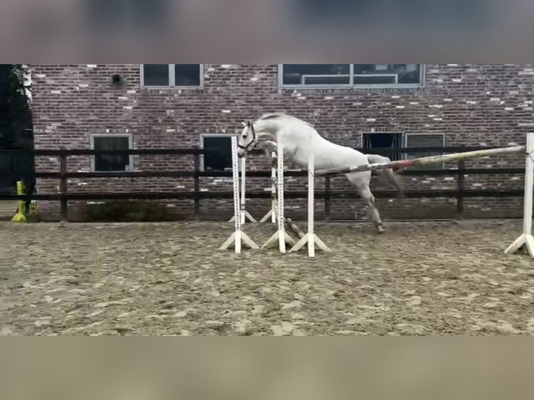 Zangersheide Caballo castrado 4 años 168 cm Tordo rodado in Aalter