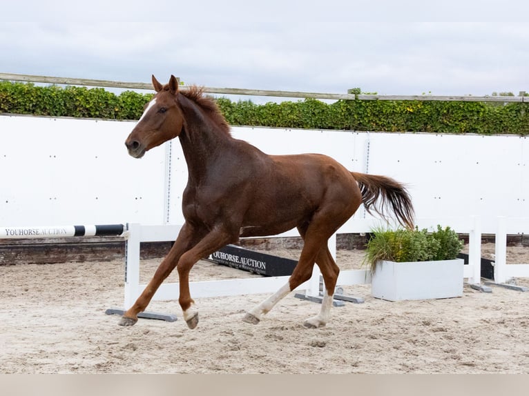 Zangersheide Caballo castrado 4 años 169 cm Alazán-tostado in Waddinxveen Zangersheide Caballo castrado 4 años 169 cm Alazán-tostado in Waddinxveen