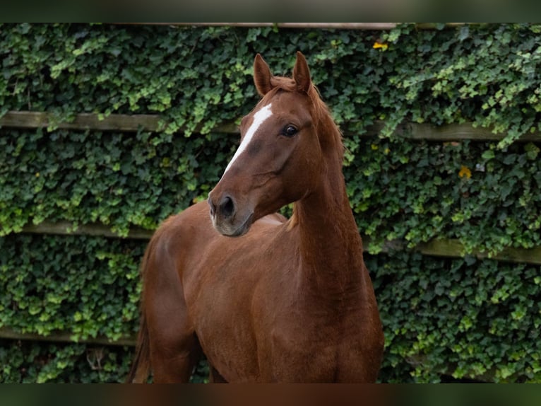 Zangersheide Caballo castrado 4 años 169 cm Alazán-tostado in Waddinxveen Zangersheide Caballo castrado 4 años 169 cm Alazán-tostado in Waddinxveen