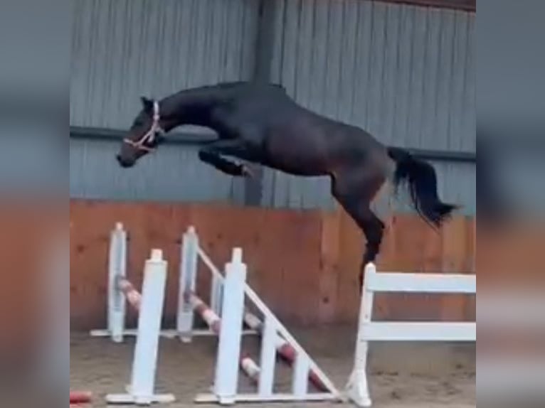 Zangersheide Caballo castrado 4 años 169 cm Castaño oscuro in Békéscsaba