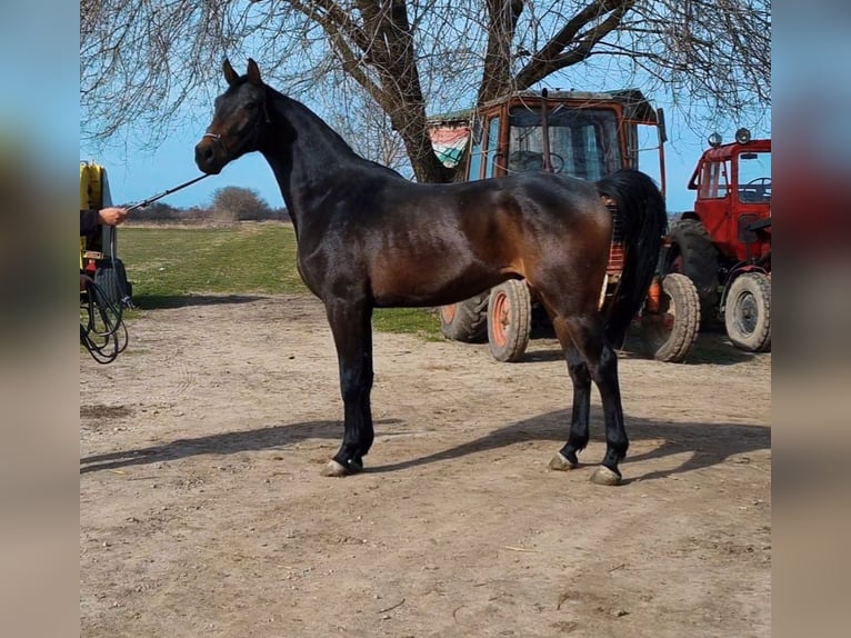 Zangersheide Caballo castrado 4 años 169 cm Castaño oscuro in Békéscsaba