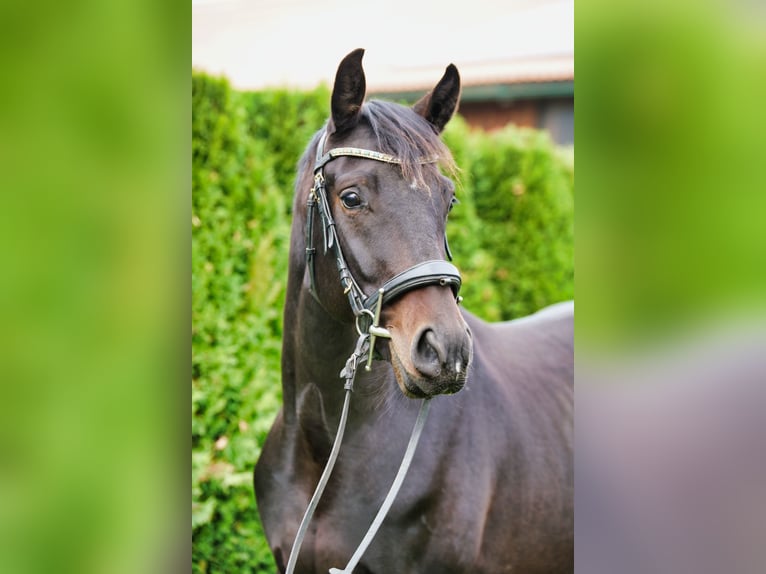 Zangersheide Caballo castrado 4 años 169 cm in PuchPuch