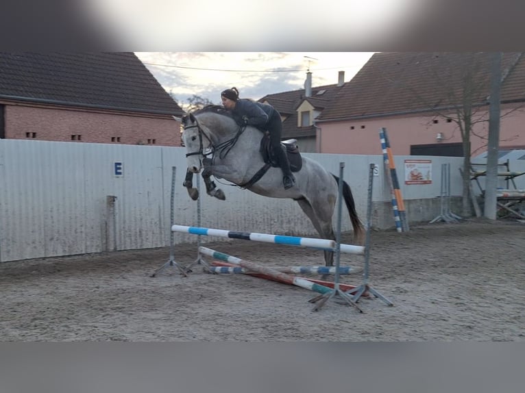 Zangersheide Caballo castrado 4 años 169 cm Tordo picazo in Sulzbach-Rosenberg