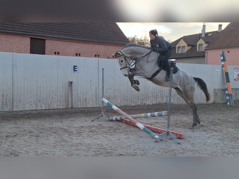 Zangersheide Caballo castrado 4 años 169 cm Tordo picazo in Sulzbach-Rosenberg